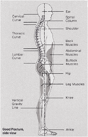 Ideal Posture diagram